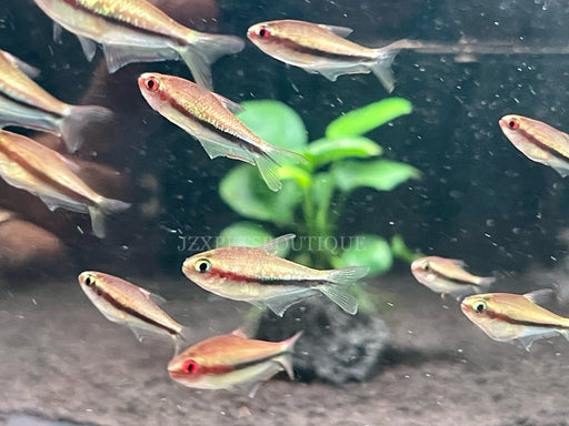 * Tetra/Barb * Nematobrycon Lacortei (Rainbow Tetra)
