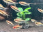 * Tetra/Barb * Nematobrycon Lacortei (Rainbow Tetra)