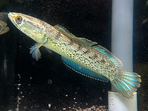 * Channa * Channa Stewartii (Assamese Snakehead) 10-12cm