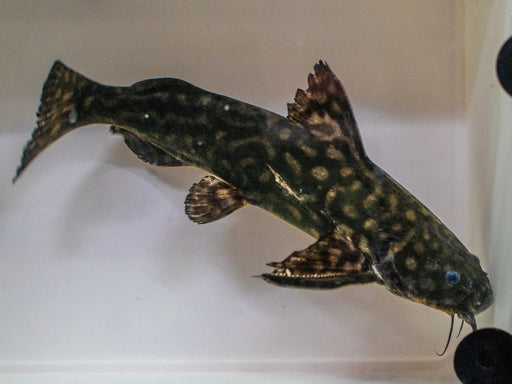 * Catfish * Wertheimeria maculata Snoring Catfish *RARE‼️  25-28 cm