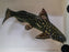 * Catfish * Wertheimeria maculata Snoring Catfish *RARE‼️  25-28 cm