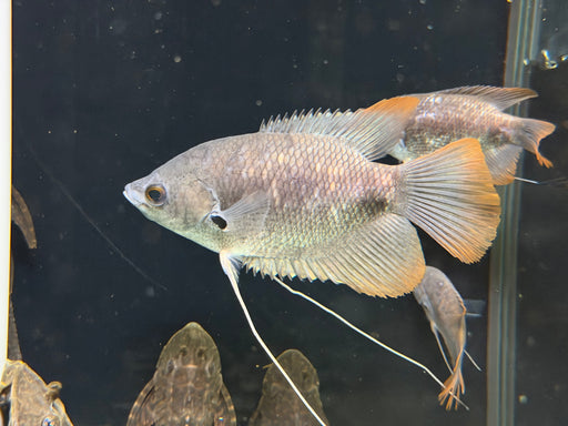 * Other Species * Osphronemus laticlavius (Giant red tail Gourami)  12-14cm