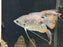 * Other Species * Osphronemus laticlavius (Giant red tail Gourami)  12-14cm