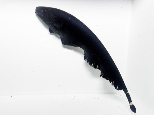 * Other Species * Apteronotus albifrons Black Ghost Knifefish 20-25 cm