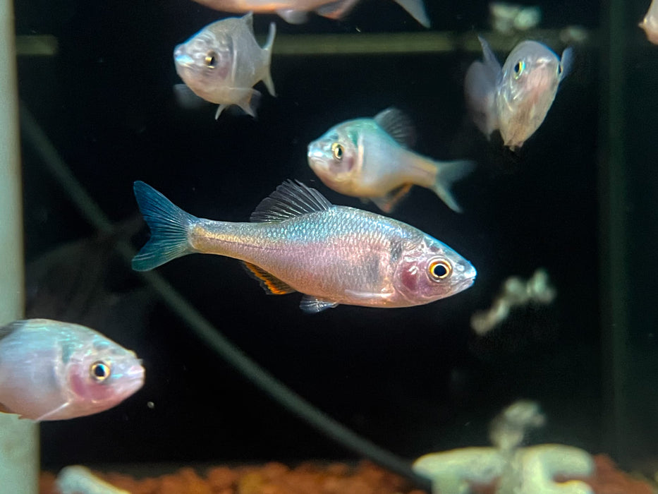 * Other Species * Sinorhodeus microlepis (Volcano Bitterling) MALE 4-5cm