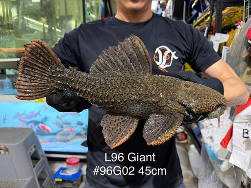 * Pleco *  Pseudacanthicus spinosus GIANT (L96 pleco) 45cm #96G02 (Actual piece)