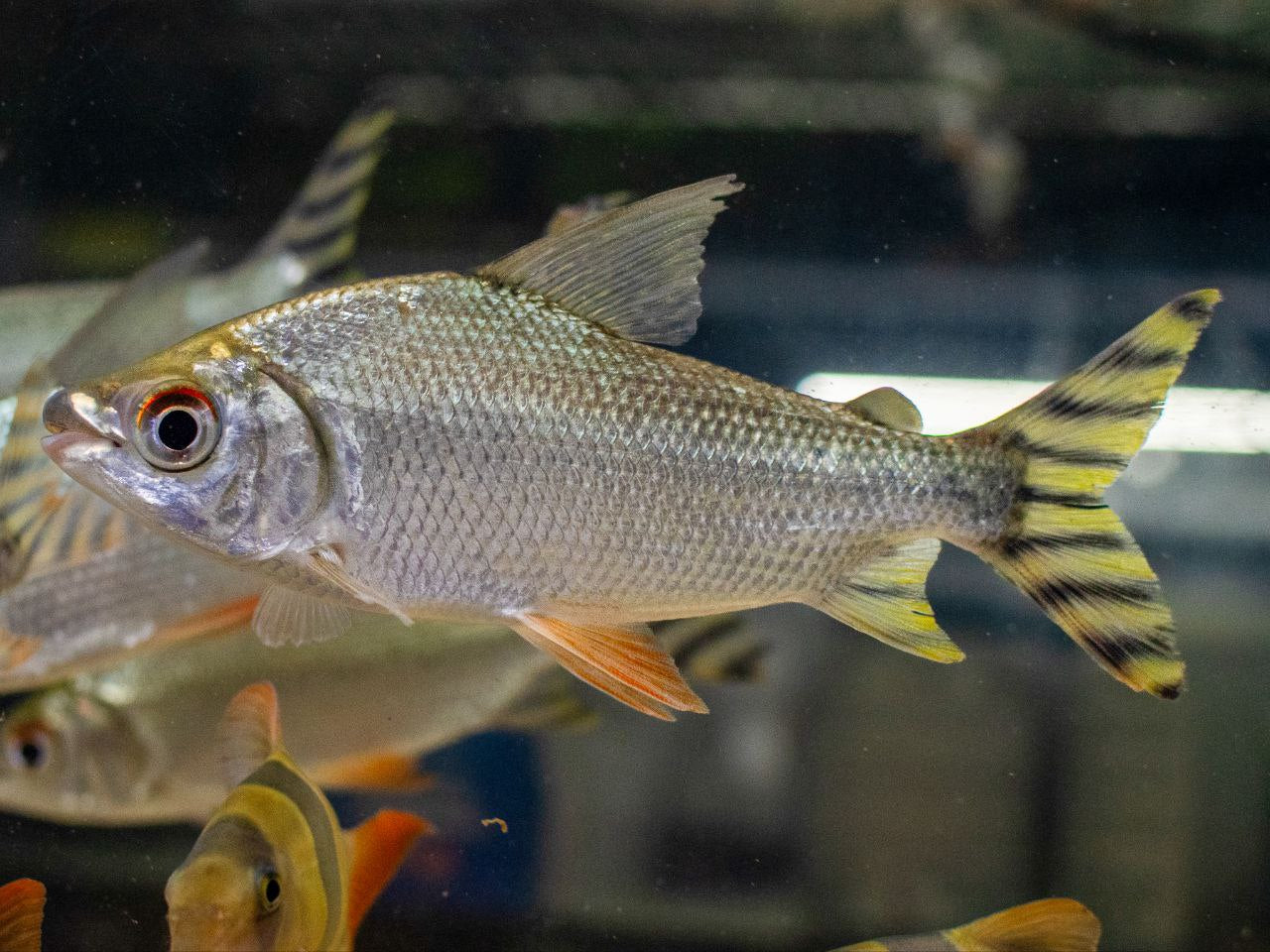 * Other Species * Semaprochilodus kneri “Yellow Flagtail” (Feifeng) 15-18cm