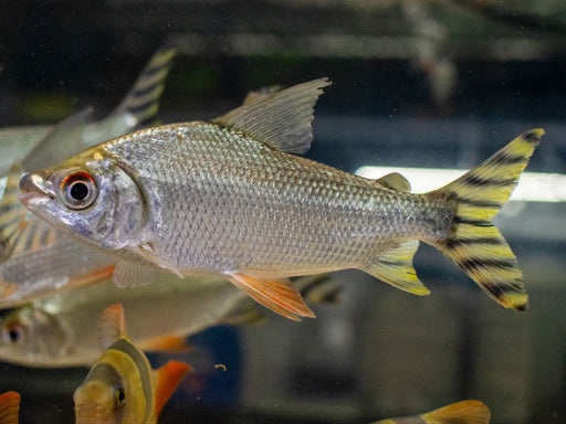 * Other Species * Semaprochilodus kneri “Yellow Flagtail” (Feifeng) 15-18cm