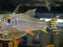 * Other Species * Semaprochilodus kneri “Yellow Flagtail” (Feifeng) 15-18cm