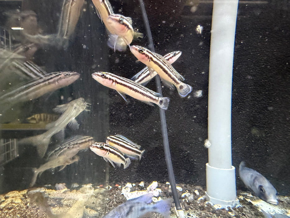 * Cichlids *  Julidochromis ornatus (Golden Julie) German bred 5cm