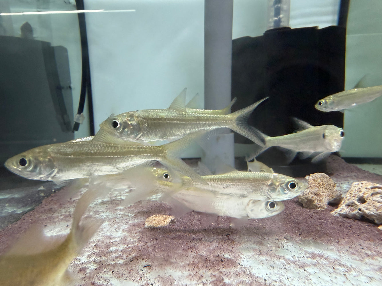 * Other Species * Megalops Cyprinoides (Indo-pacific tarpon) 8-10cm