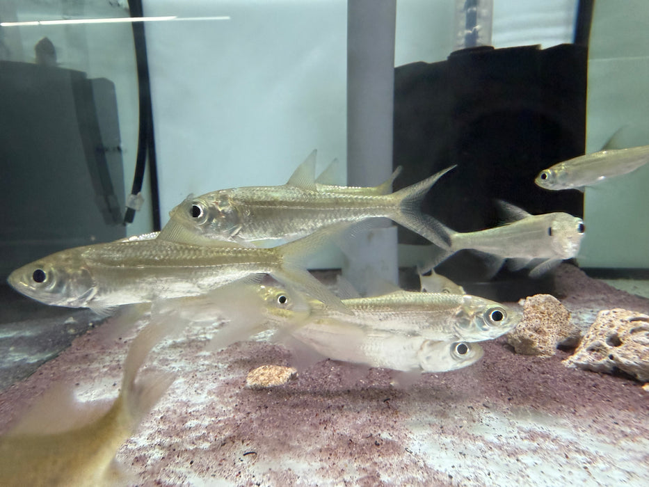 * Other Species * Megalops Cyprinoides (Indo-pacific tarpon) 8-10cm