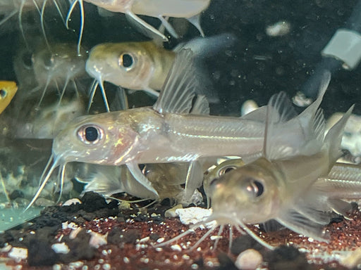 * Catfish * Chrysichthys cf. nigrodigitatus (Steel Catfish) 6-8 cm