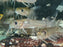 * Catfish * Chrysichthys cf. nigrodigitatus (Steel Catfish) 6-8 cm