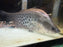 * Other Species * Chitala Blanci (Royal Knifefish)