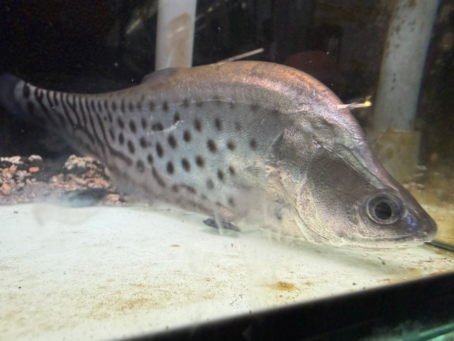 * Other Species * Chitala Blanci (Royal Knifefish)