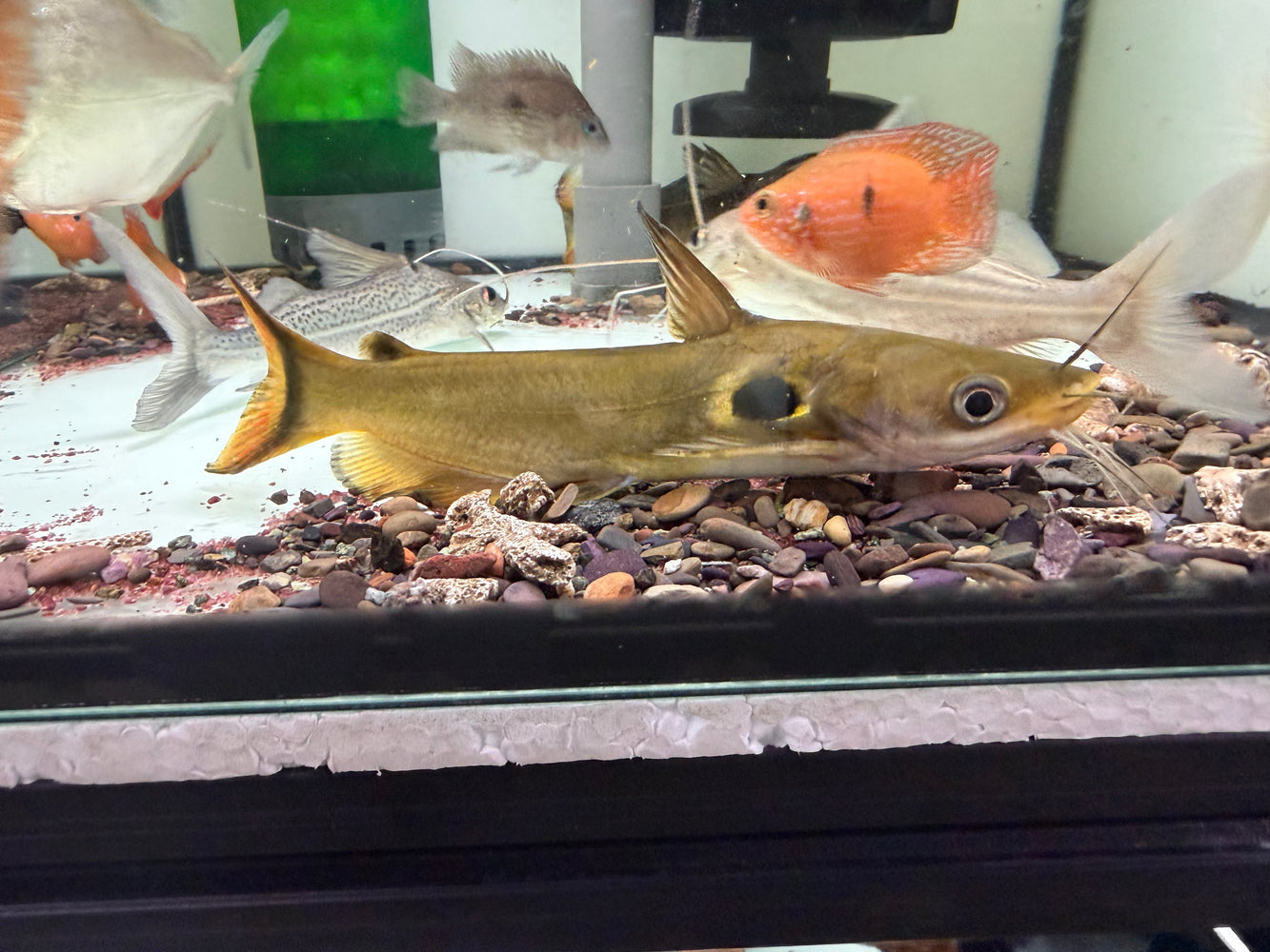 * Catfish *  Horabagrus brachysoma (Sun Catfish)