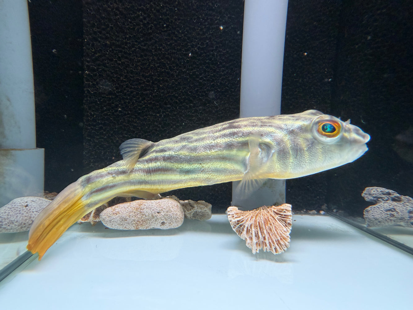 * Other Species * Tetradon lineatus (Fahaka Puffer) 15-16cm