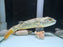 * Other Species * Tetradon lineatus (Fahaka Puffer) 15-16cm