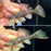 * Pleco * L183 “Wild” (Starlight Pleco) *PAIR* 8-10cm