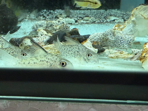 * Corydoras *  Hoplisoma Armatus (Antenna Cory) 3-4cm
