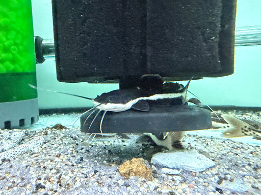 * Catfish *  Phractocephalus hemioliopterus (Red tail catfish RTC) 6-10cm