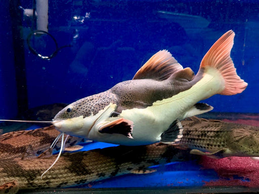 * Catfish *  Phractocephalus hemioliopterus BALLOON (BALLOON Red tail catfish RTC) 40-42cm