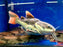 * Catfish *  Phractocephalus hemioliopterus BALLOON (BALLOON Red tail catfish RTC) 40-42cm