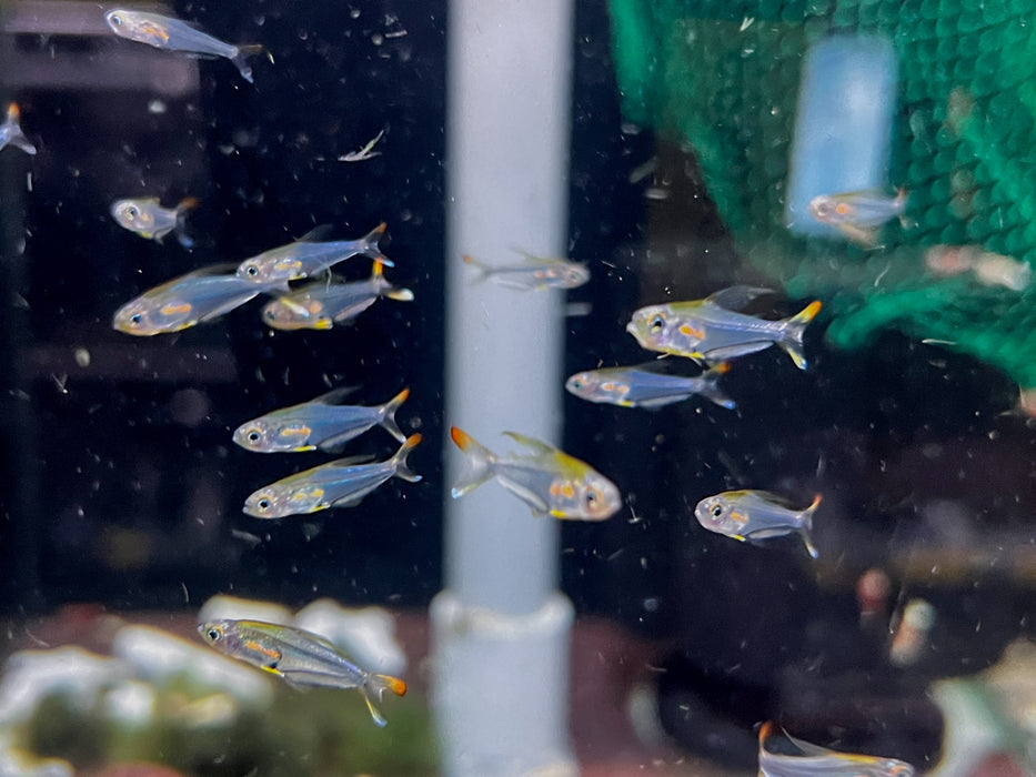 * Tetra/Barb  * Trochilocharax ornatus (Hummingbird Tetra)