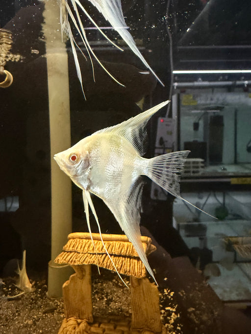 * Discus/Angelfish * Pterophyllum sp. (Dantum angelfish) 6-8cm