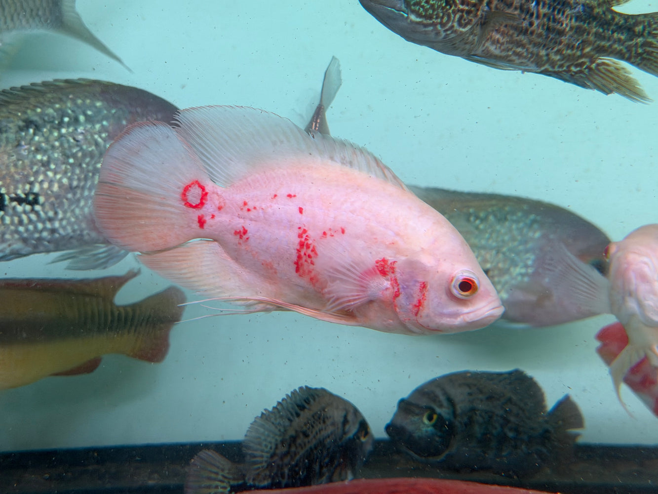 * Cichlids * Astronotus Ocellatus sp. Albino Tiger (Albino Tiger Oscar)(10-15cm)