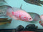 * Cichlids * Astronotus Ocellatus sp. Albino Tiger (Albino Tiger Oscar)(10-15cm)