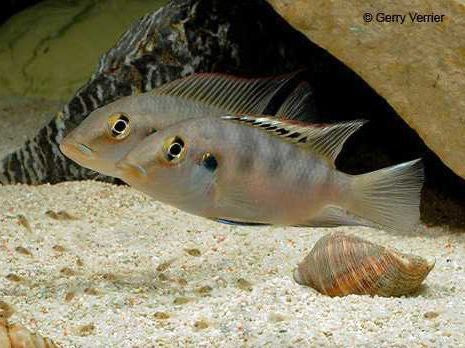* Cichlids * Chromidotilapia guntheri (Günther's Mouthbrooder) 6-8 cm