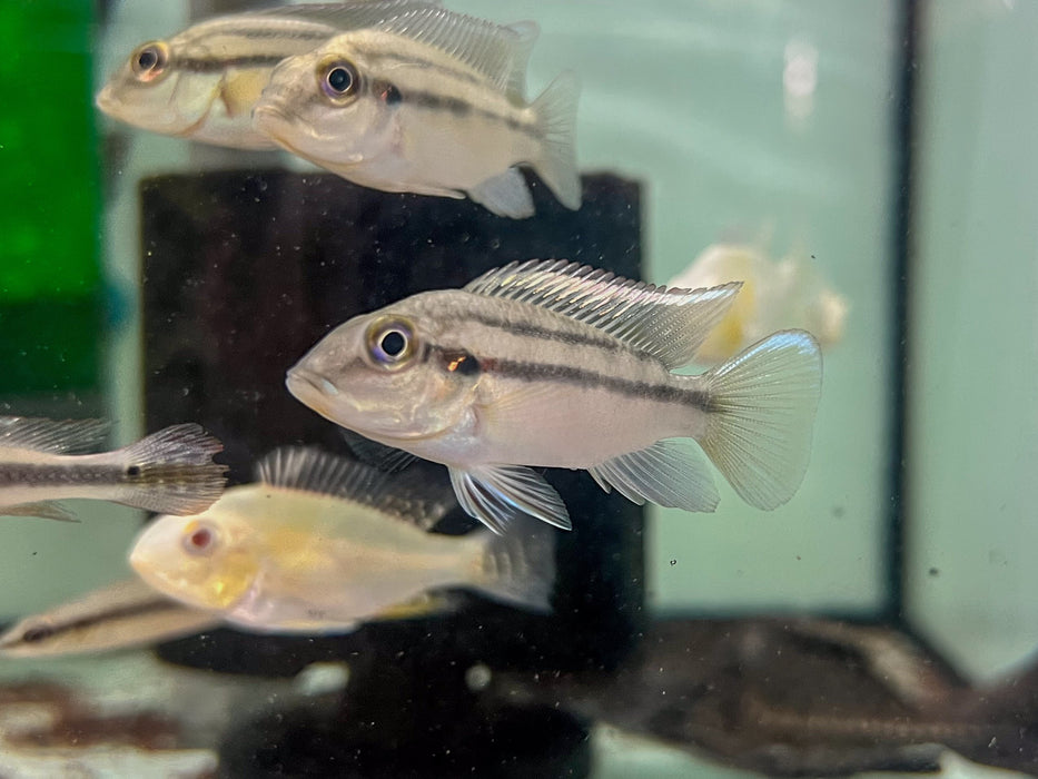 * Cichlids * Chromidotilapia guntheri (Günther's Mouthbrooder) 6-8 cm