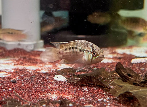 * Cichlids * Ivanacara adoketa RED “São Gabriel” 4-6cm