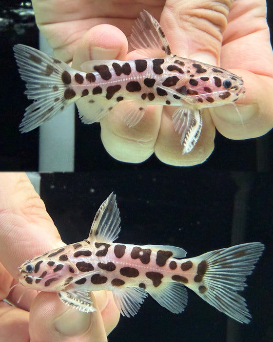 * Catfish * Liosomadoras oncinus BRAZIL "Jaguar Catfish" 6cm #JCB01