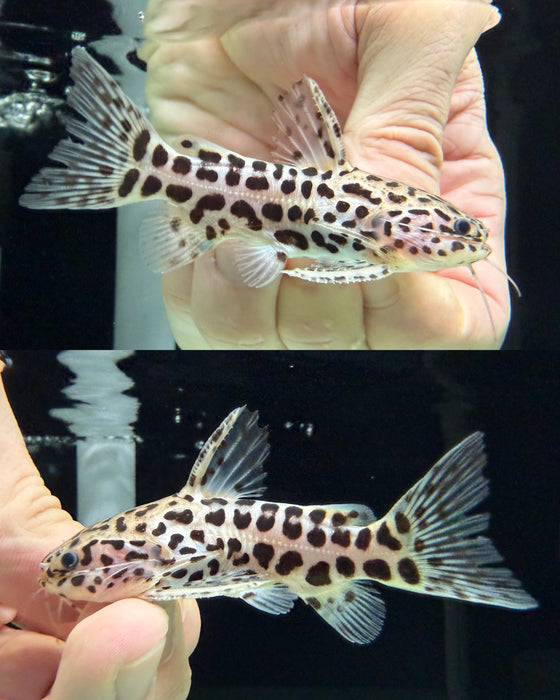 * Catfish * Liosomadoras oncinus BRAZIL "Jaguar Catfish" 8cm #JCB02