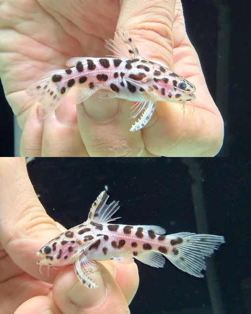 * Catfish * Liosomadoras oncinus BRAZIL "Jaguar Catfish" 5cm #JCB03