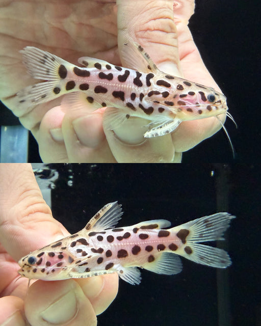* Catfish * Liosomadoras oncinus BRAZIL "Jaguar Catfish" 6cm #JCB04