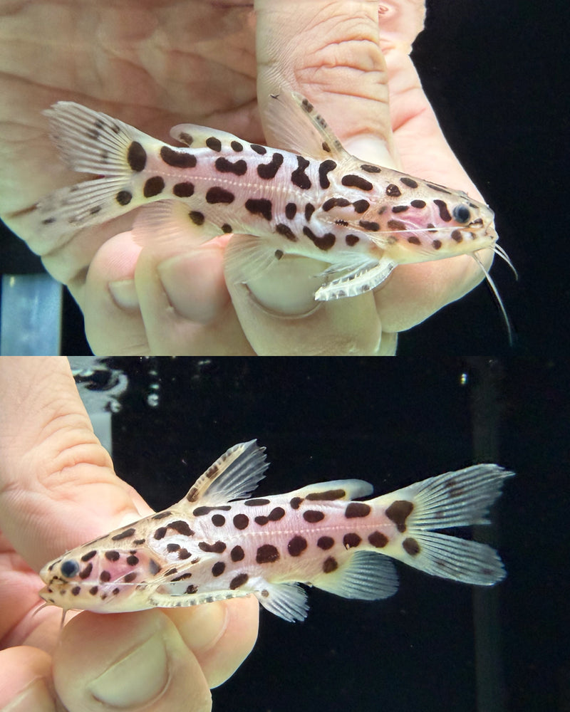 * Catfish * Liosomadoras oncinus BRAZIL "Jaguar Catfish" 6cm #JCB04