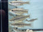 * Livebearers *  Ameca splendens (Butterfly splitfin) *Rare*