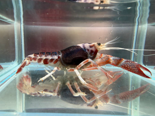 * Shrimps *  Procambarus Clarkii var. “Ghost”