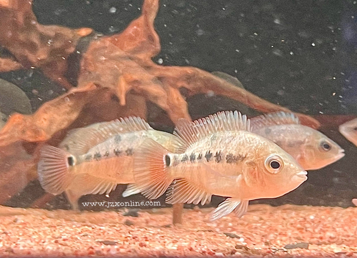 * Cichlids * Mesoheros Festae (Red Terror) 6-8cm — jzxonline