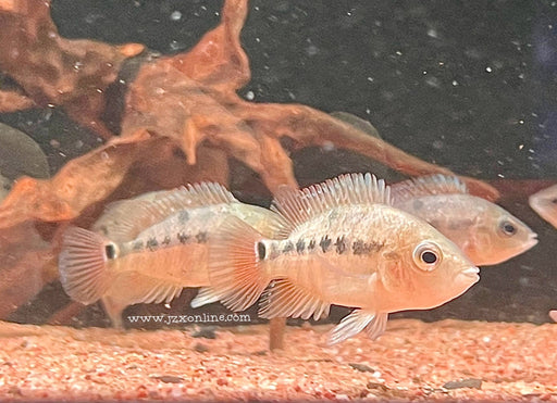 * Cichlids * Mesoheros Festae (Red Terror) 6-8cm