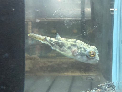 * Other Species * Tetradon lineatus (Fahaka Puffer) 4-5cm