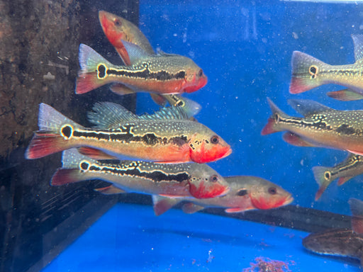 * Cichlid * Cichla mirianae FOGO peacock bass 26-30cm