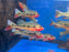 * Cichlid * Cichla mirianae FOGO peacock bass 26-30cm