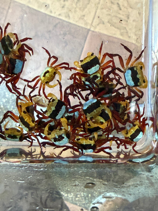 * Shrimps * Lepidothelphusa Menneri (Borneo blue panda Crab)