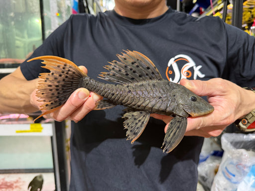 * Pleco * Pseudorinelepis sp. L95 (Orange cheek pleco) 22-24cm