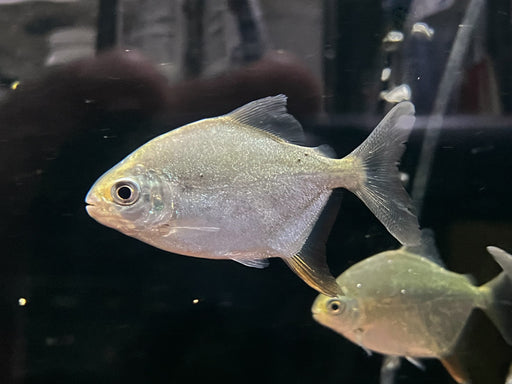* Other Species * Tometes sp. Tapajós (Dolphin Pacu) 10-12 cm